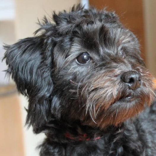 Black shops yorkie poodle